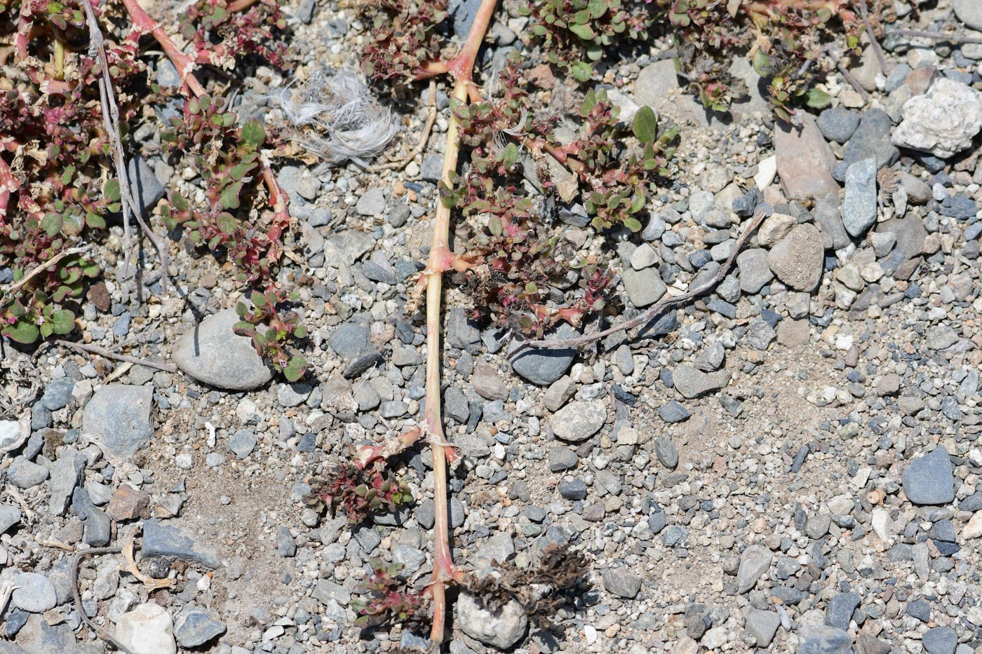 Image of Trianthema portulacastrum specimen.