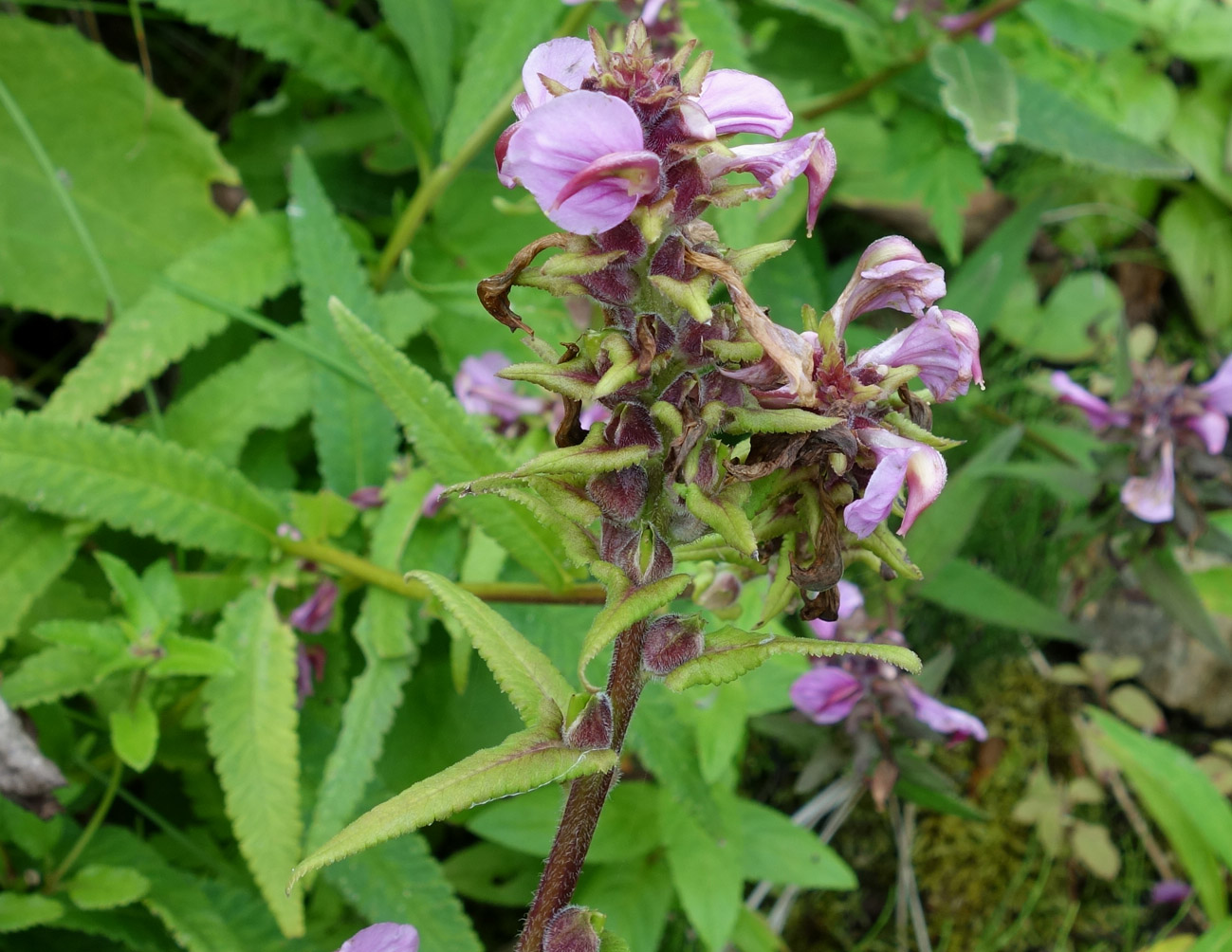 Изображение особи Pedicularis resupinata.