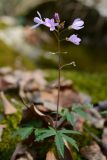 Cardamine quinquefolia. Соцветие. Краснодарский край, окр. села Ордынка, 140 м н.у.м., лес. 06.01.2020.