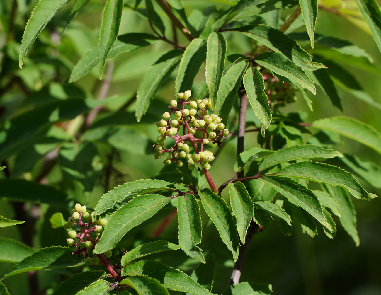 Image of Sambucus racemosa specimen.