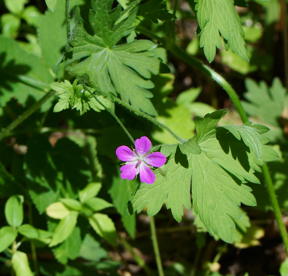 Изображение особи Geranium palustre.