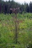 Cirsium palustre. Цветущее растение. Карельский перешеек, окр. Сертолово, на просеке газопровода. 18.07.2019.