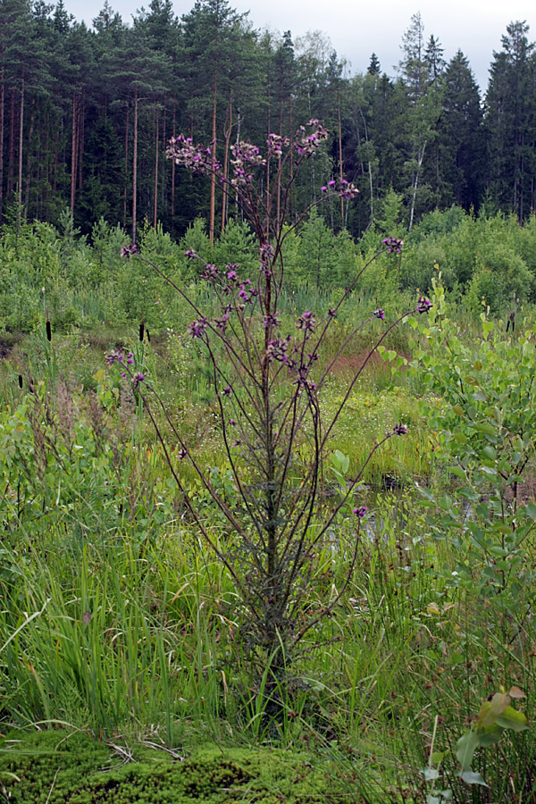 Изображение особи Cirsium palustre.