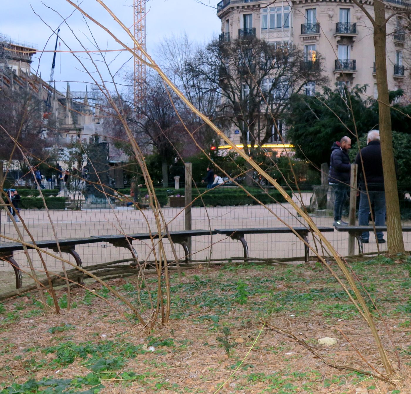 Изображение особи Robinia pseudoacacia.