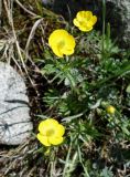 Ranunculus songaricus