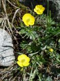 Ranunculus songaricus. Цветки. Кыргызстан, Чуйская обл., Аламудунский р-н, Ала-Арчинское ущелье, северный уч. нац. парка, предгорный луг. 27.05.2019.