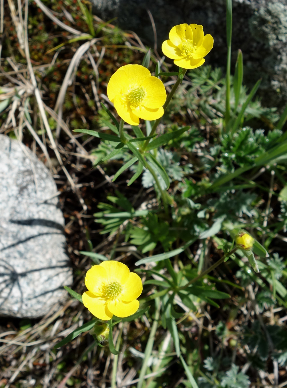 Image of Ranunculus songaricus specimen.