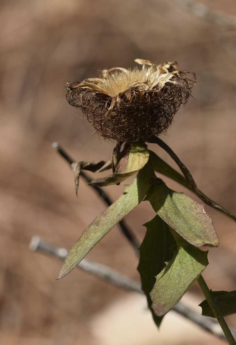 Image of Centaurea pectinata specimen.