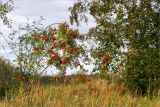 Sorbus aucuparia. Молодое плодоносящее растение. Ленинградская обл., Кингисеппский р-н, окр. дер. Урмизно, побережье Финского залива, каменистый приморский луг с разреженным древостоем. 24.08.2019.