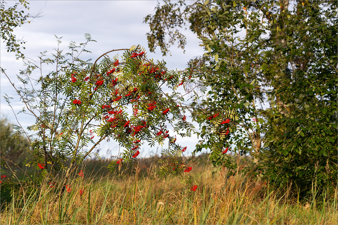 Image of Sorbus aucuparia specimen.