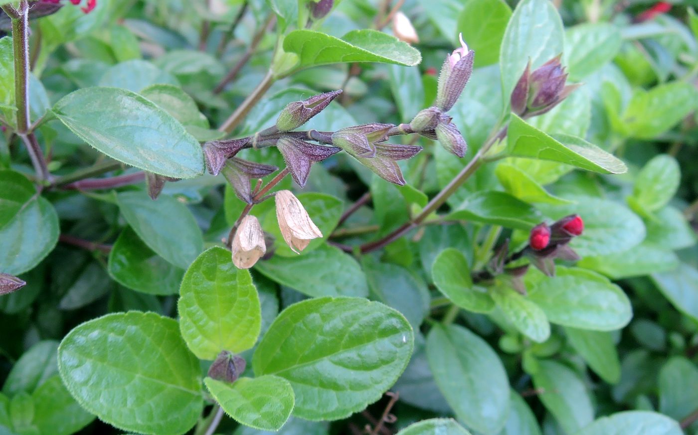 Image of Salvia greggii specimen.