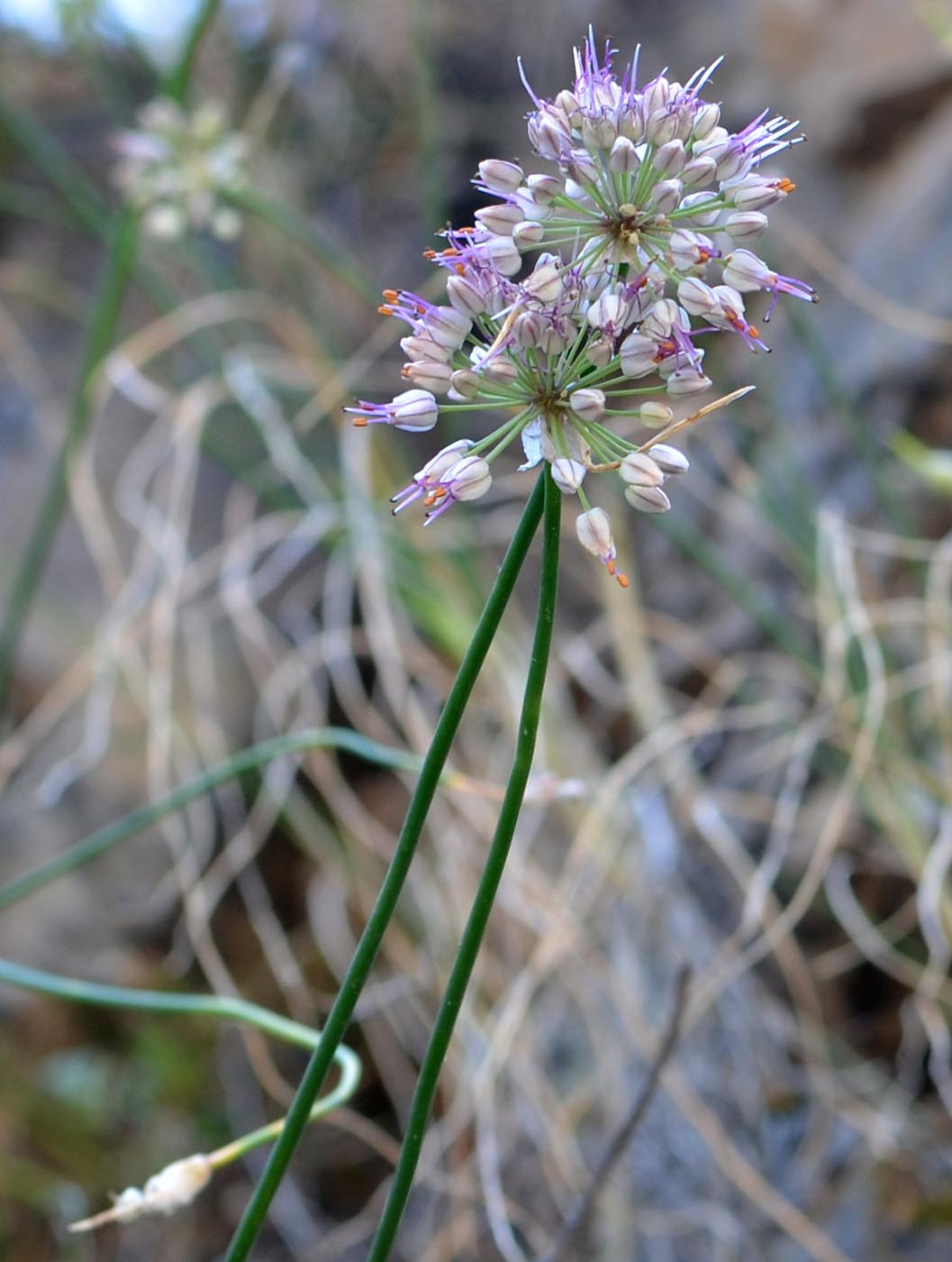 Изображение особи Allium tianschanicum.