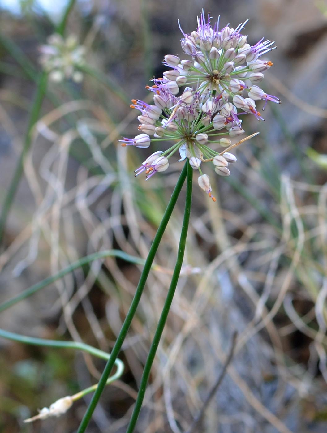 Image of Allium tianschanicum specimen.