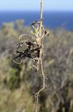 Centaurea melitensis. Прикорневая часть растения с развивающимся соцветием и соплодием и корень. Испания, автономное сообщество Каталония, провинция Жирона, комарка Альт Эмпорда, муниципалитет Росас, мыс Норфеу, на каменистом субстрате среди кустарников. 01.06.2019.