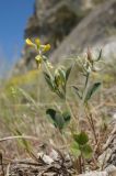 Trigonella spruneriana