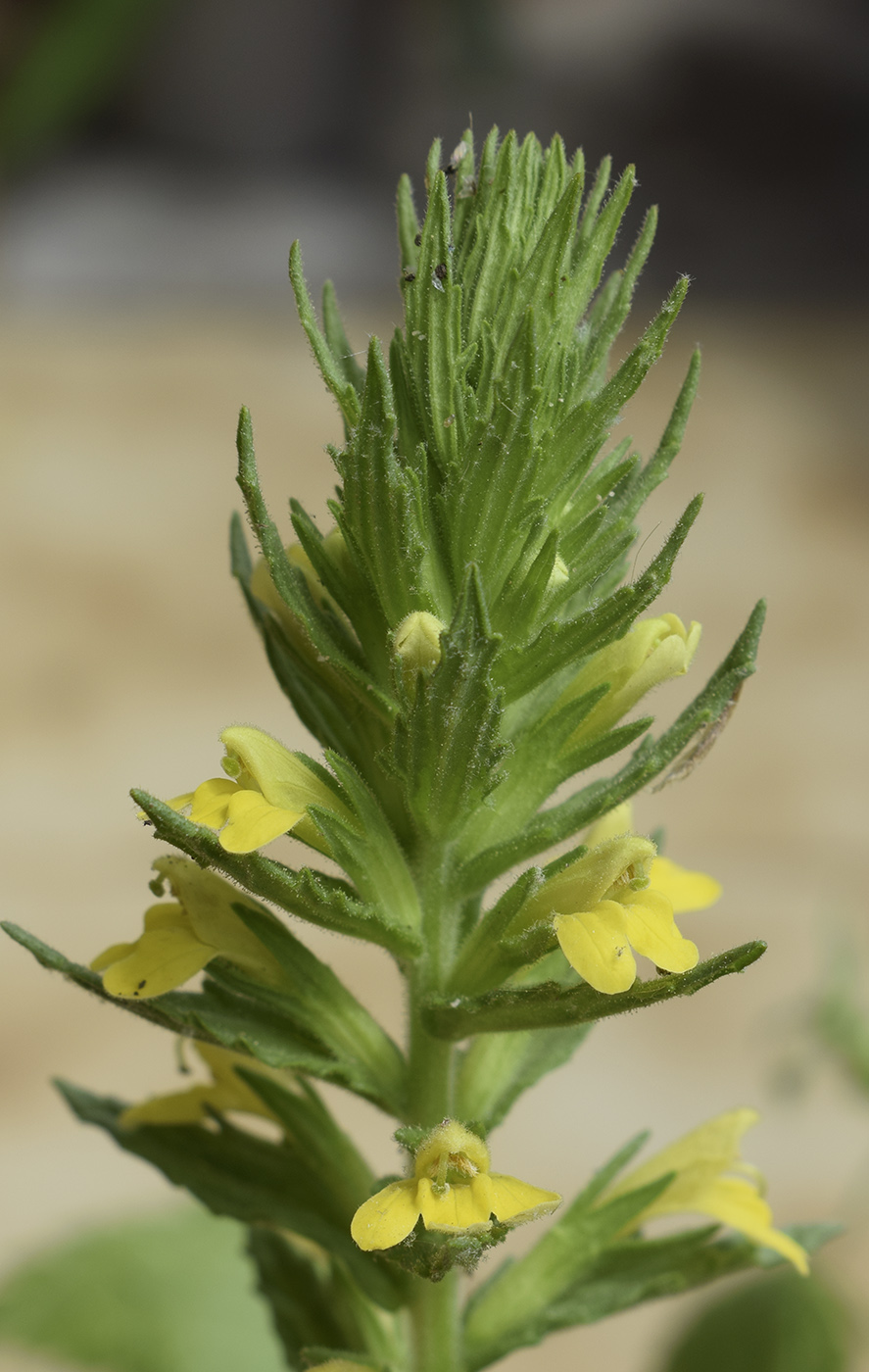 Image of Parentucellia viscosa specimen.