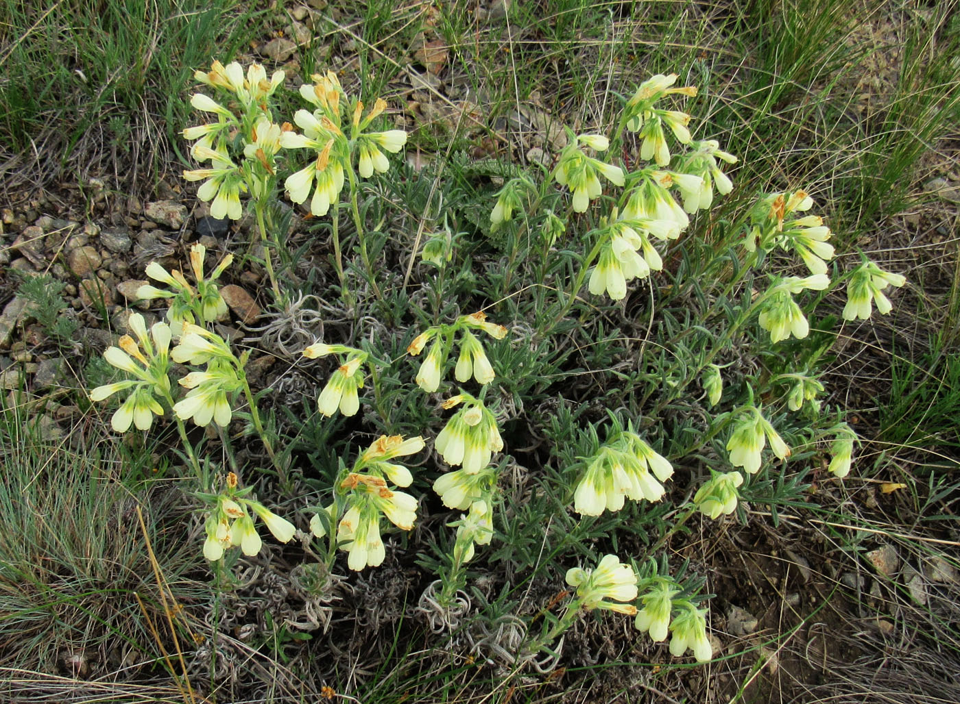 Изображение особи Onosma simplicissima.