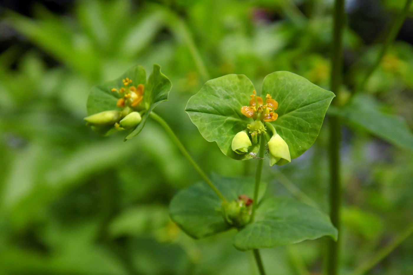 Изображение особи Euphorbia squamosa.