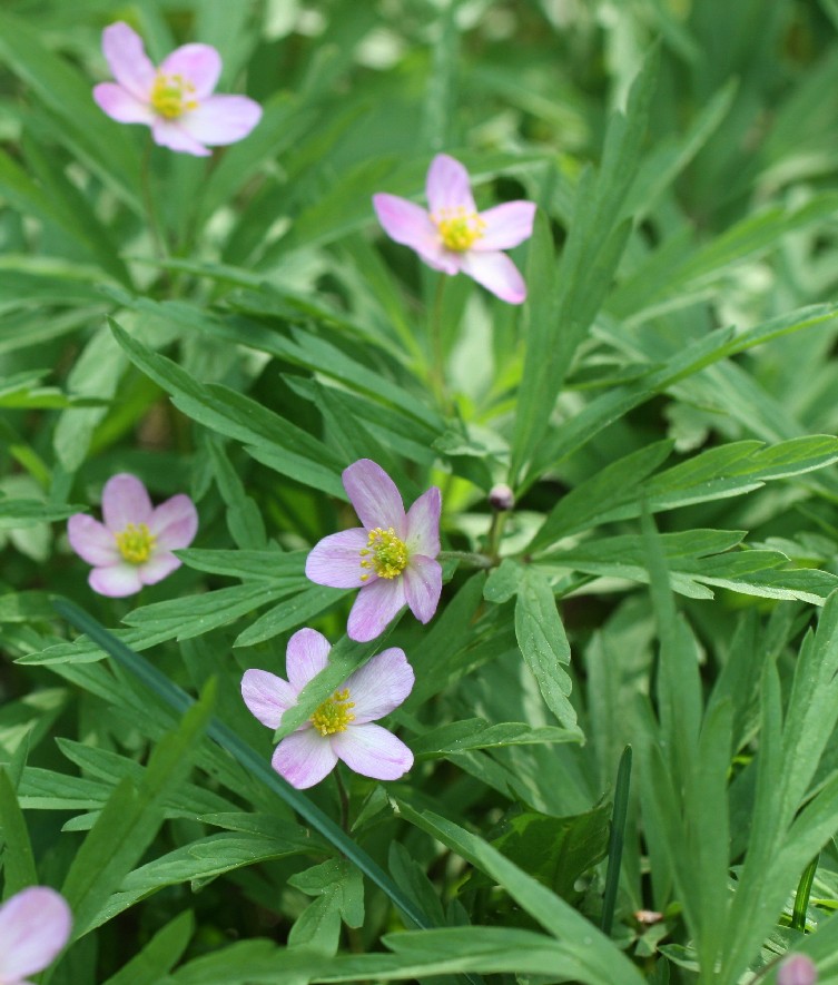 Изображение особи Anemone uralensis.