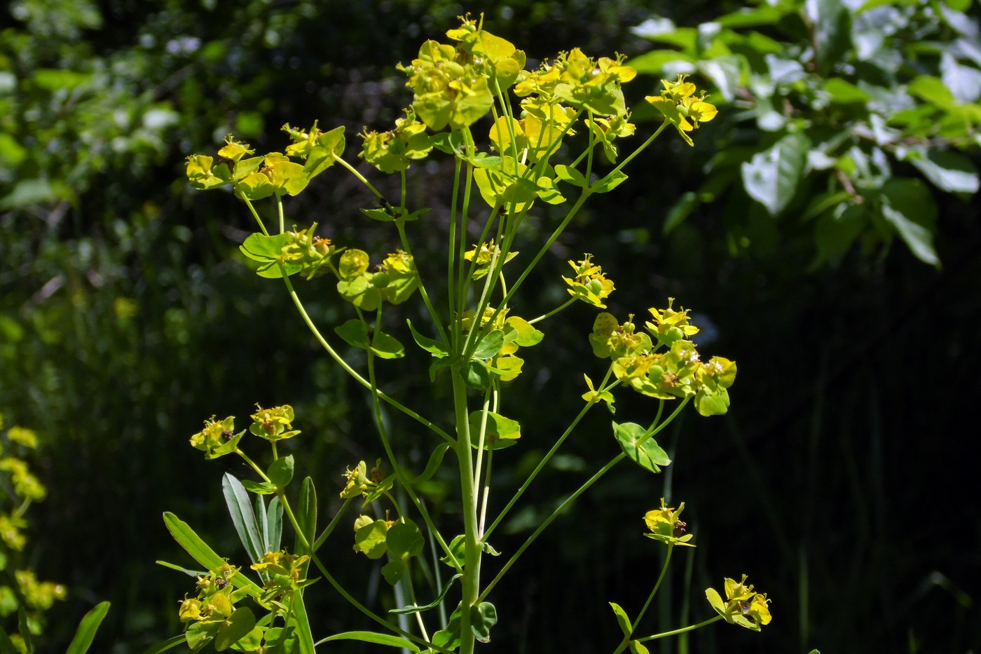 Изображение особи Euphorbia virgata.