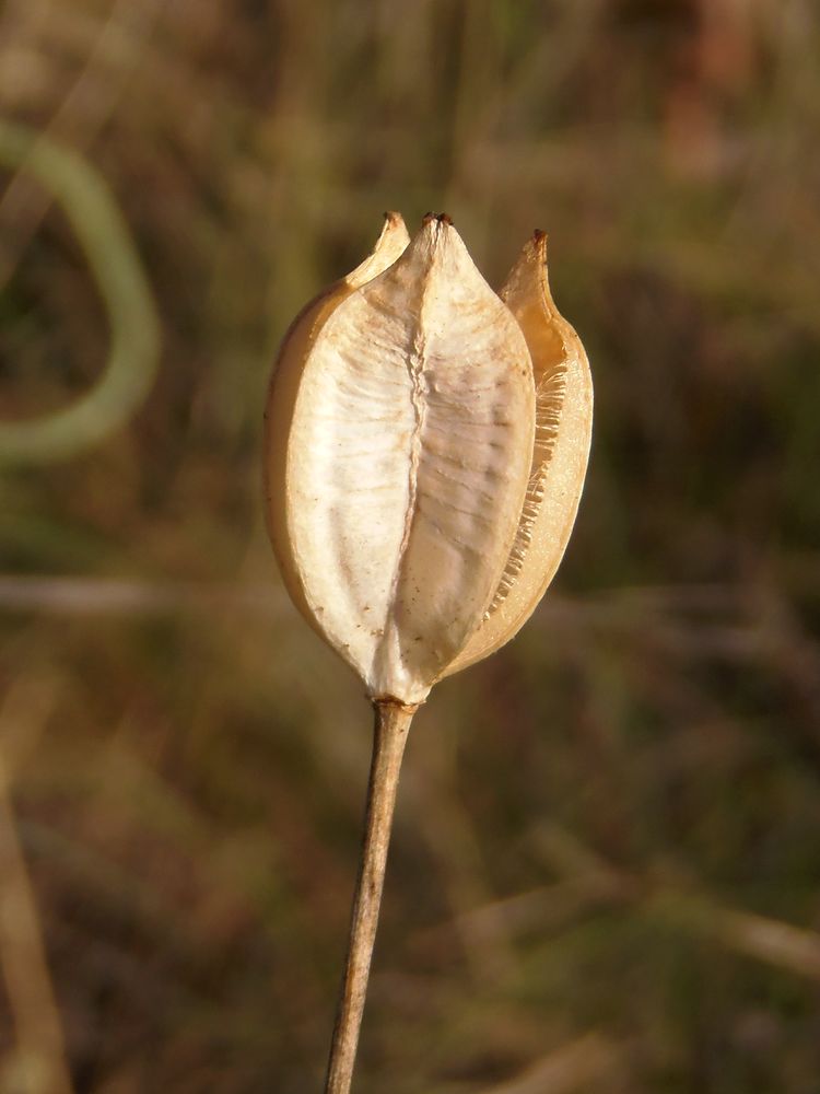 Image of Tulipa biebersteiniana specimen.