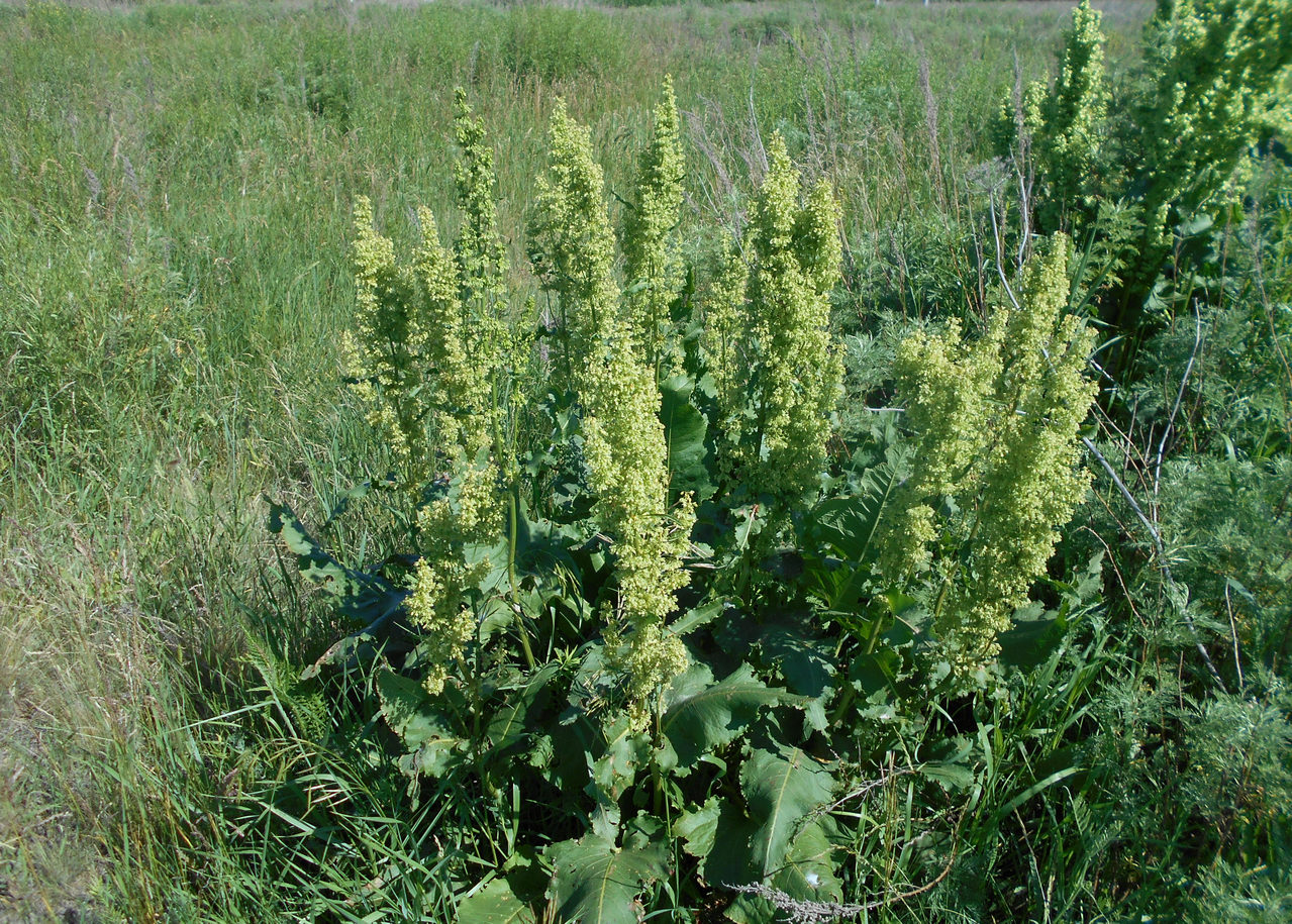 Image of Rumex confertus specimen.