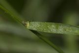 род Agrostis