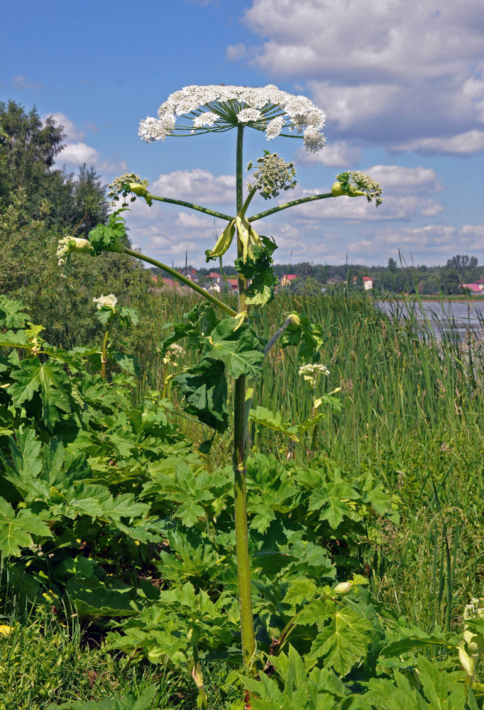 Изображение особи Heracleum sosnowskyi.