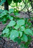 Acer tataricum