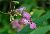 Impatiens glandulifera. Цветок с фуражирующей пчелой и плоды. Московская обл., окр. г. Железнодорожный, опушка смешанного леса. 05.07.2020.