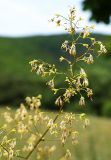 Thalictrum minus