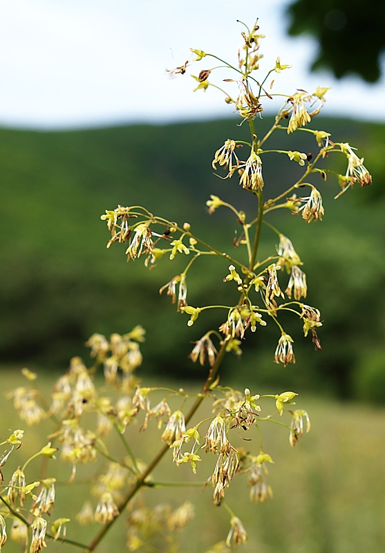 Image of Thalictrum minus specimen.