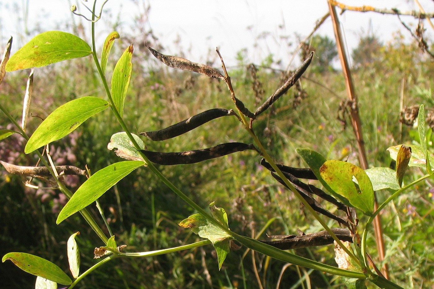 Image of Lathyrus pisiformis specimen.