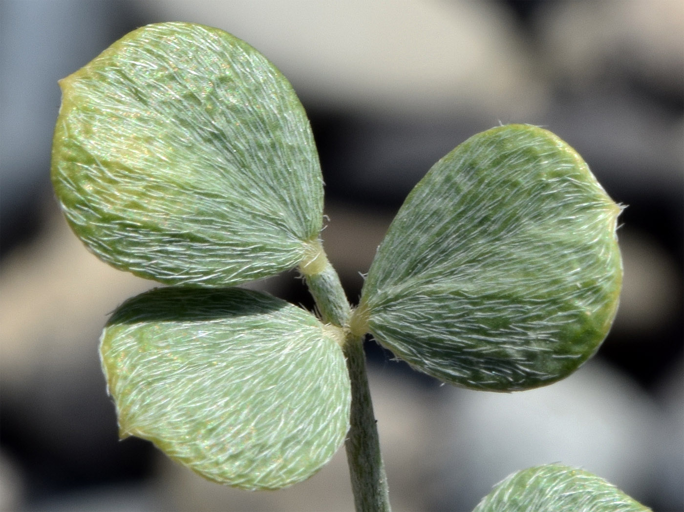 Изображение особи Astragalus namanganicus.