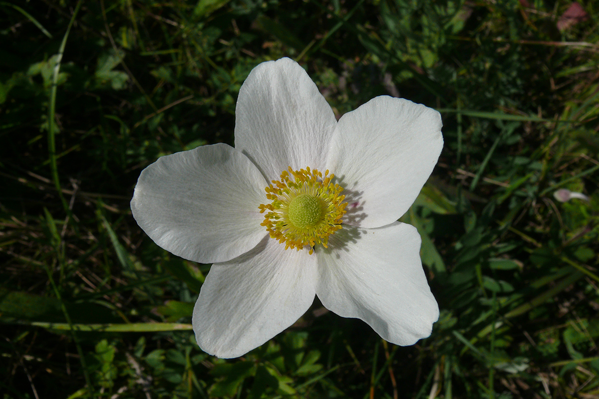 Image of Anemone sylvestris specimen.