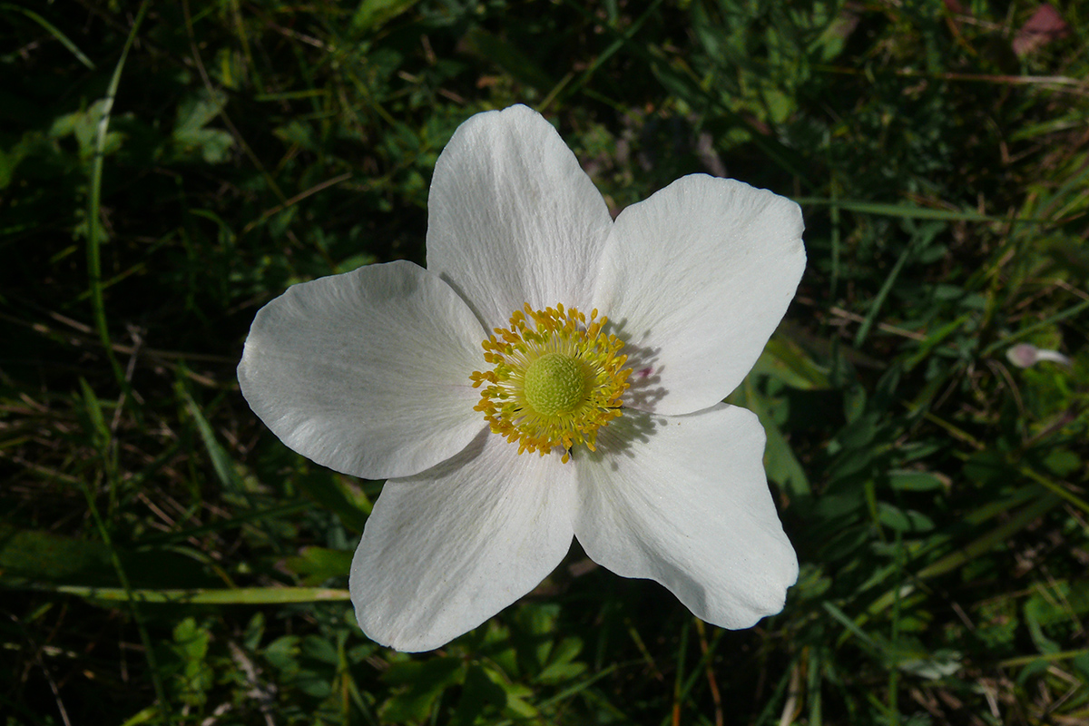 Изображение особи Anemone sylvestris.