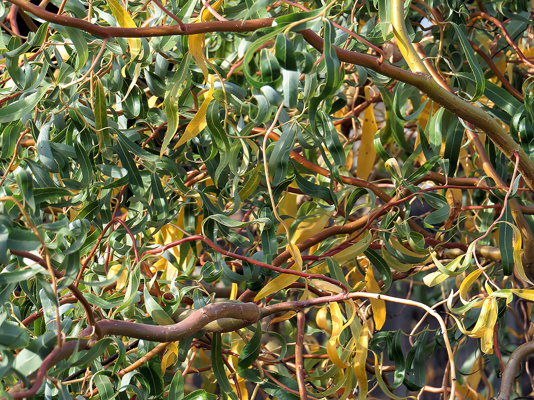 Image of Salix matsudana specimen.