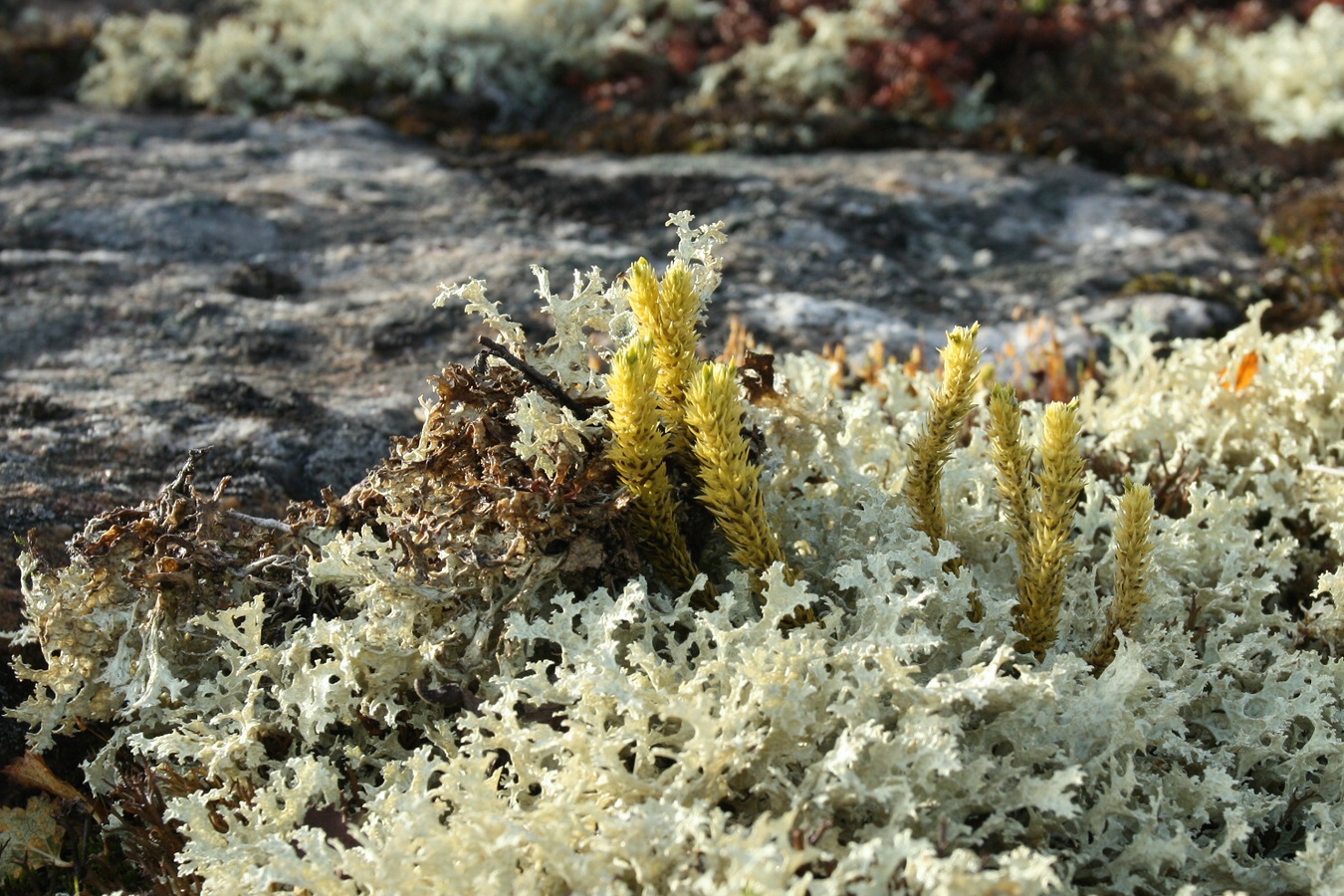 Image of genus Huperzia specimen.