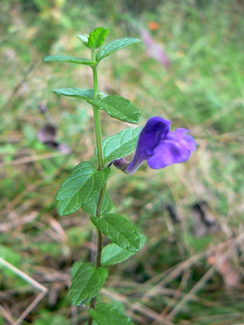 Image of Scutellaria strigillosa specimen.