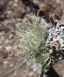 Usnea hirta