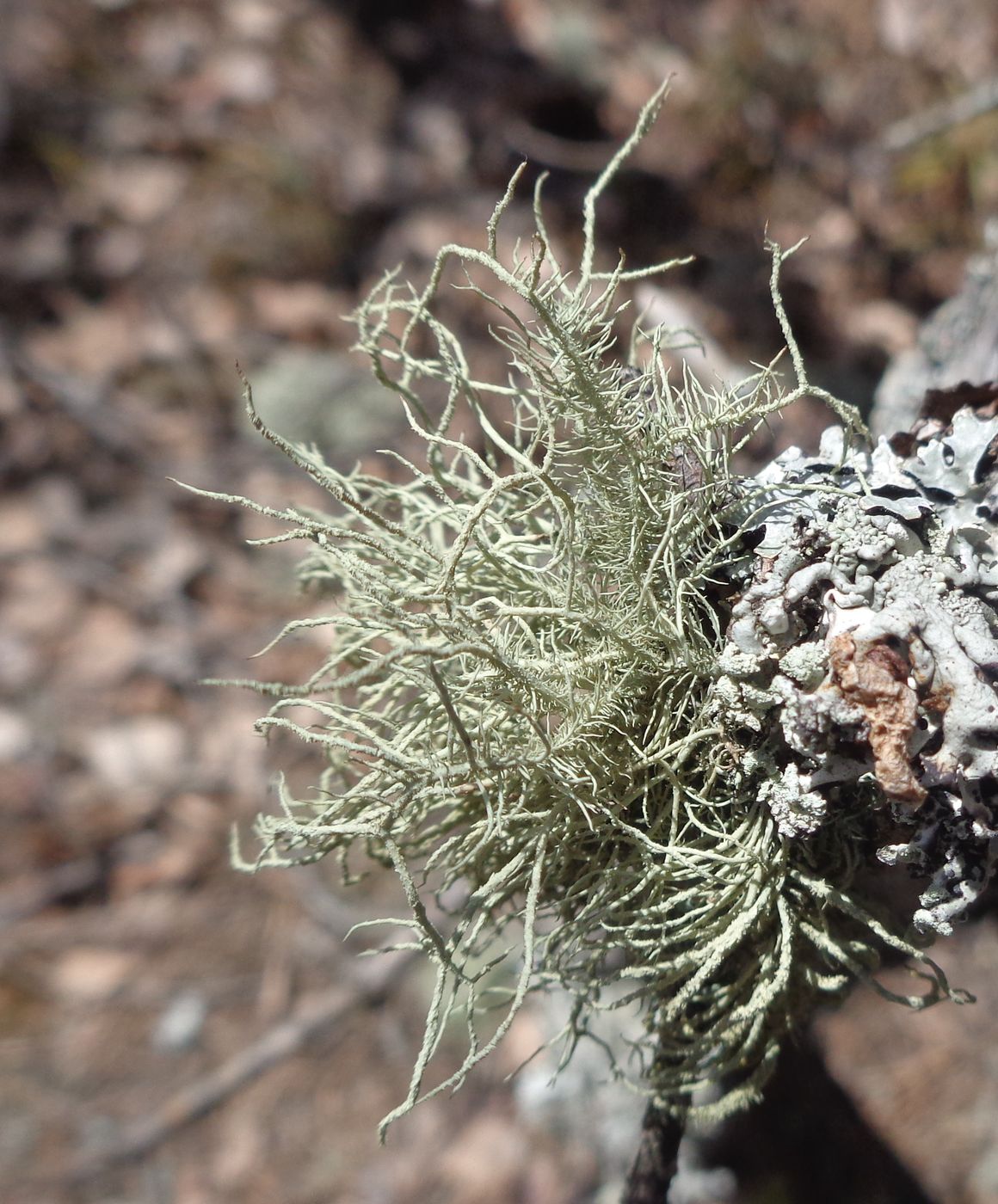 Image of Usnea hirta specimen.