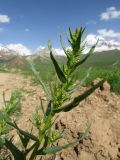 Artemisia dracunculus. Верхушка ветви с нераскрывшимися соцветиями. Таджикистан, Гиссарский хребет, верх. р. Зидды, ≈ 2900 м н.у.м., обочина дороги. 13.06.2018.