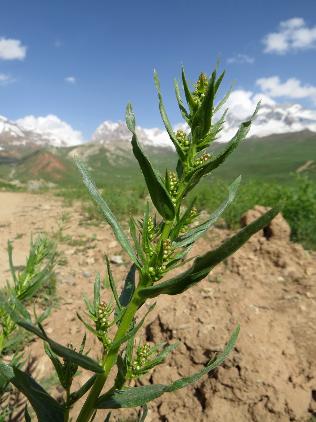 Image of Artemisia dracunculus specimen.