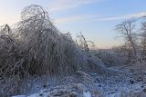 Salix miyabeana