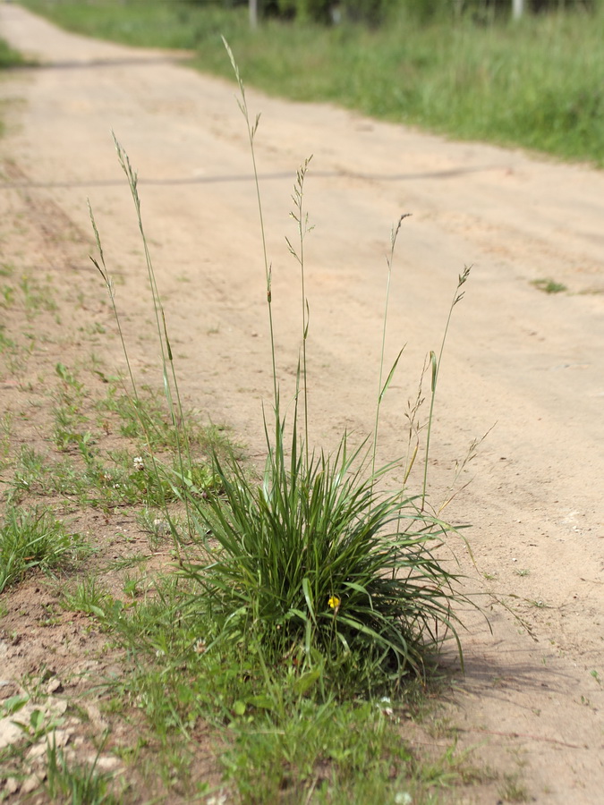 Изображение особи Festuca pratensis.