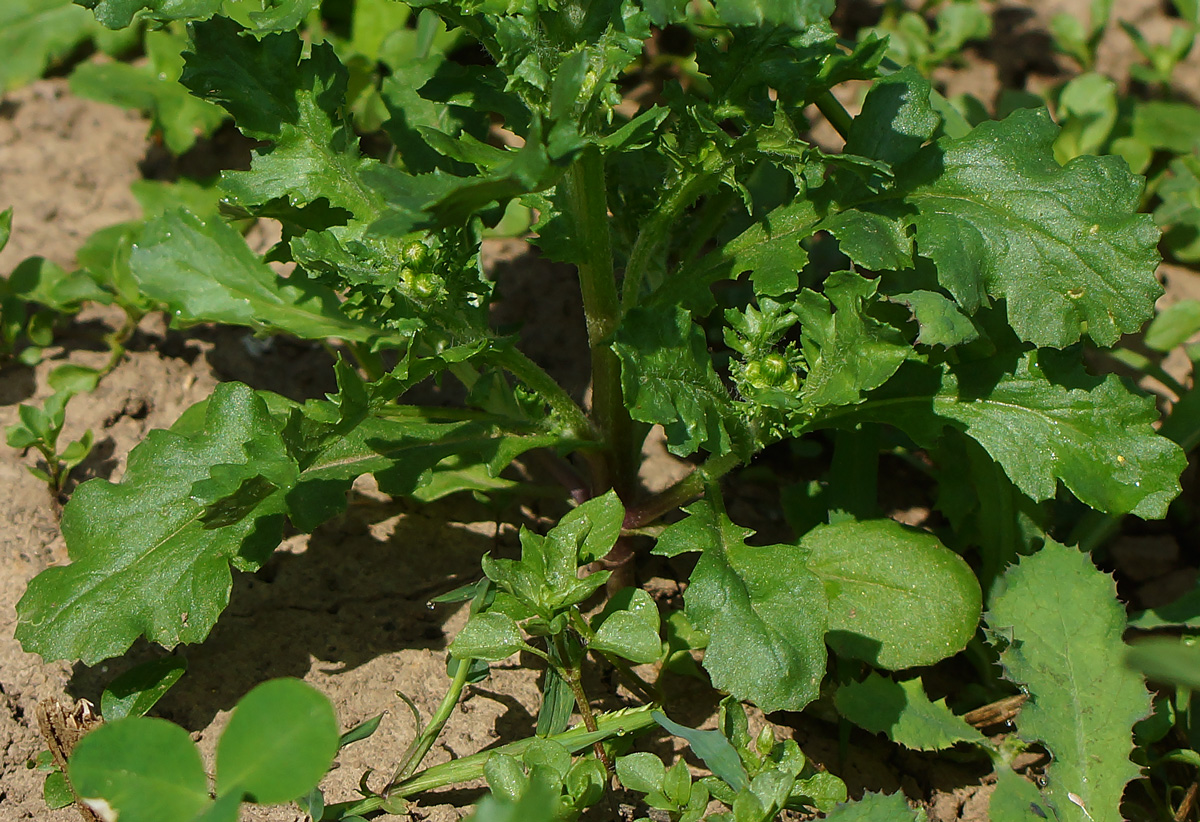 Изображение особи Senecio vulgaris.