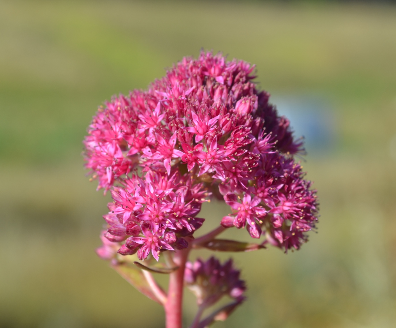 Изображение особи Hylotelephium triphyllum.