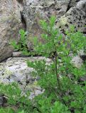 Salix apoda. Ветвь. Кабардино-Балкария, Эльбрусский р-н, долина р. Ирикчат, ок. 2900 м н.у.м., среди камней. 06.07.2020.