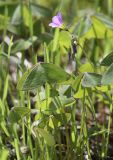 Oxalis latifolia