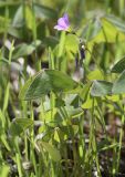 Oxalis latifolia. Цветущее растение. Испания, автономное сообщество Каталония, провинция Жирона, комарка Баш Эмпорда, муниципалитет Калонже, русло р. Рифред. 27.09.2019.